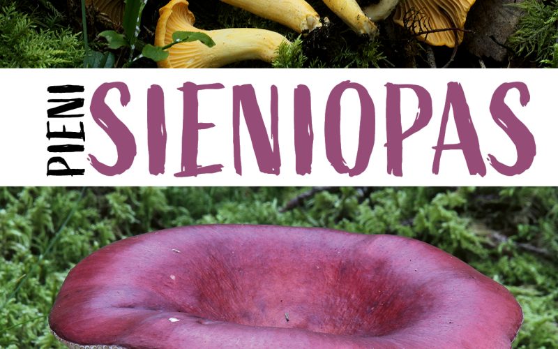 Pieni Sieniopas