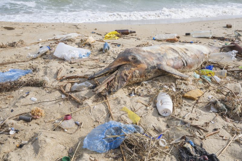 Muoviroska tappaa merien elämän